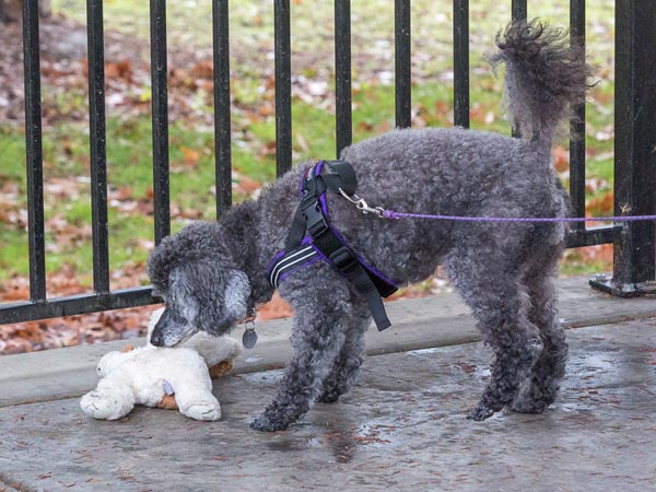 Poodle doing nosework